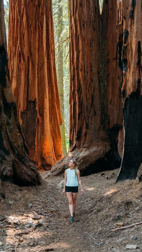 Living in Central California, Sequoia National Park is a place that I try to visit at least once a year. If you are planning a trip there, we cover 15 of the best things to do in Sequoia National Park! Giant Sequoia Trees, Sequoia Tree, Kings Canyon National Park, Life Crisis, Fun Life, Kings Canyon, Central California, California Travel Road Trips, Sequoia National Park