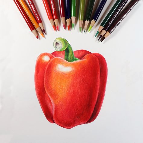 Learn to work with colored pencils and watercolor pencils to create great vibrant color. Online classes:https://www.mindylighthipe.com/online-art-classes/colored-pencil/ Pencil Drawing Tutorials, Prismacolor Illustration, Color Pencil Sketch, Prismacolor Art, Colored Pencil Tutorial, Colored Pencil Artwork, Colored Pencil Techniques, 수채화 그림, Colored Pencil Drawing