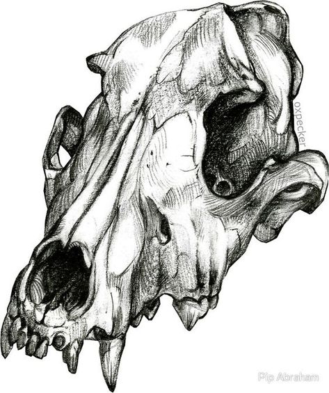 "Canine Skull" Stickers by Pip Abraham | Redbubble Animal Skull Drawing, Canine Skull, Dog Skull, Skull Reference, Wolf Skull, Realistic Eye Drawing, Skeleton Drawings, Animal Skeletons, Silver Bullion Coins