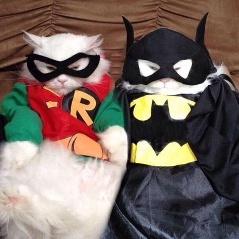 catman & boy wonder Batman, Catwoman, Two Cats, Batman And Robin