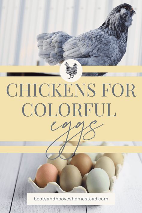 Blue Egg Laying Chickens, Chicken Breed Egg Color Chart, Chickens And Egg Colors, Colored Eggs Chickens, Types Of Chickens And Their Eggs, Chicken Breeds And Egg Color, Chicken Egg Colors And Breeds, Cinnamon Queen Chicken, Best Chickens For Eggs