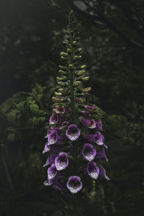 purple flower with green leaves photo – Free Image on Unsplash Nature, Dark Green And Purple Aesthetic, Lady Freyja, Plant Christmas Tree, Ruby Core, Belladonna Flower, Deadly Plants, Moonlit Garden, Poison Garden