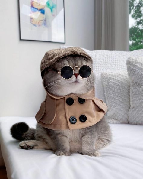 Animals, Sunglasses, Clothes, Instagram, A Cat