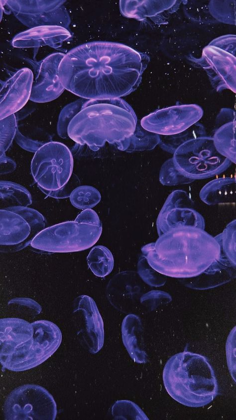 Wallpaper Purple Aesthetic, Jellyfish Pictures, Sea Jellies, Light Purple Wallpaper, Genos Wallpaper, Jelly Wallpaper, Light Purple Flowers, Dark Purple Wallpaper, Blue Jellyfish