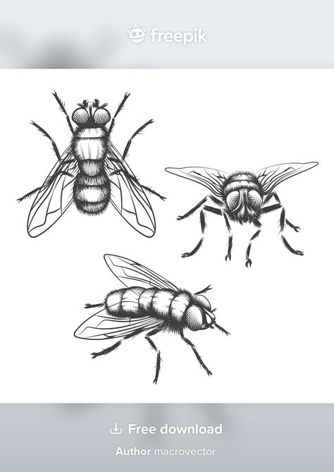 Hand drawn flies. insect with wing, biol... | Free Vector #Freepik #freevector #hand #nature #animals #sketch Biology Drawing, Fly Drawing, Om Art, Flying Tattoo, Kids Canvas Art, Scary Tattoos, Object Drawing, Book Sculpture, Insect Art