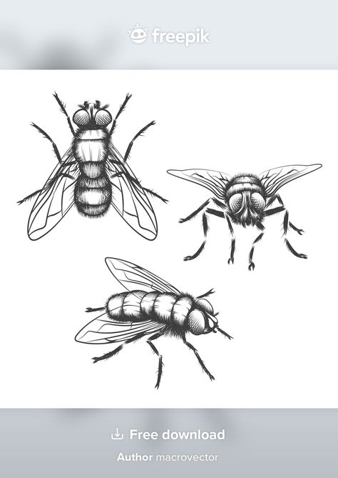 Hand drawn flies. insect with wing, biol... | Free Vector #Freepik #freevector #hand #nature #animals #sketch Croquis, Biology Drawing, Fly Drawing, Om Art, Flying Tattoo, Kids Canvas Art, Scary Tattoos, Object Drawing, Book Sculpture