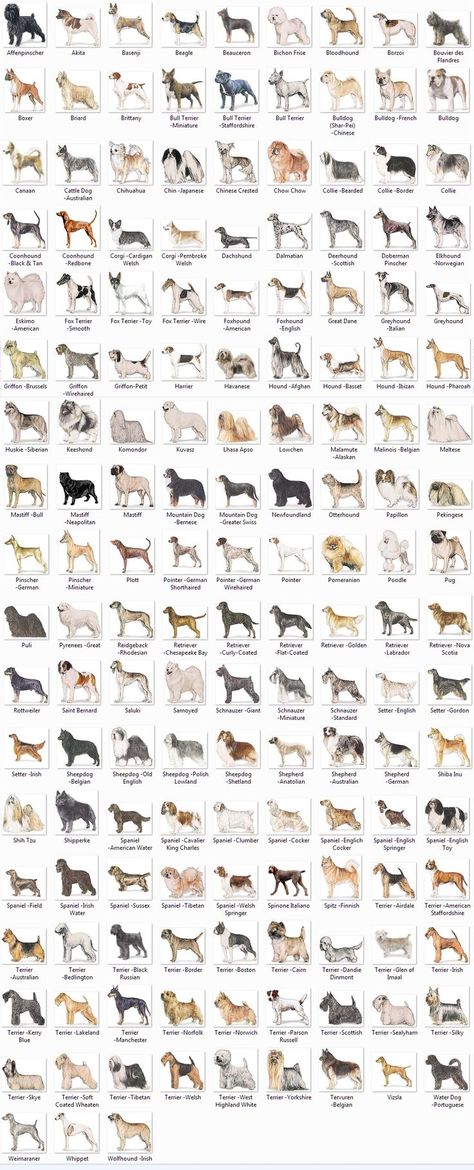 Velcí Psi, Dog Breeding Kennels, Types Of Cats Breeds, Dog Breeds Chart, Medium Dog Breeds, Cat Breeds Chart, Dog Chart, Lovers Tattoo, Types Of Dogs Breeds