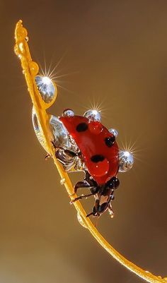 Photo Animaliere, Animale Rare, Beautiful Bugs, Foto Tips, Haiwan Peliharaan, 웃긴 사진, Alam Yang Indah, Alam Semula Jadi, Jolie Photo