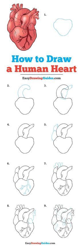 Learn How to Draw a Real Heart: Easy Step-by-Step Drawing Tutorial for Kids and Beginners. #RealHeart #HumanHeart #DrawingTutorial #EasyDrawing See the full tutorial at https://easydrawingguides.com/how-to-draw-a-human-heart/. Drawing Hair, Drawing Eyes, Human Heart Drawing, A Human Heart, Football Fitness, Real Heart, Drawing Tutorials For Beginners, Seni Dan Kraf, Easy Drawing Tutorial