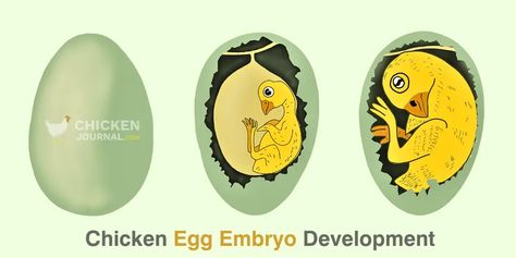 4 Stages of Chicken Life Cycle: Development & Growth Stages Hen Or Rooster, Chicken Life Cycle, Chicken Life, Chicken Eggs, Life Cycle, The Chicken, Life Cycles, Hen, Rooster