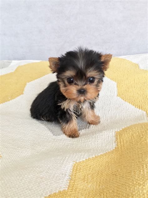 Tiny Teacup Yorkie Puppy for sale! Cute Tiny Dogs, Yorkie Puppies For Adoption, Mini Yorkie, Morkie Puppies, Cute Teacup Puppies, Mini Puppies, Teacup Yorkie Puppy, Yorkie Puppy For Sale, Teacup Puppies For Sale