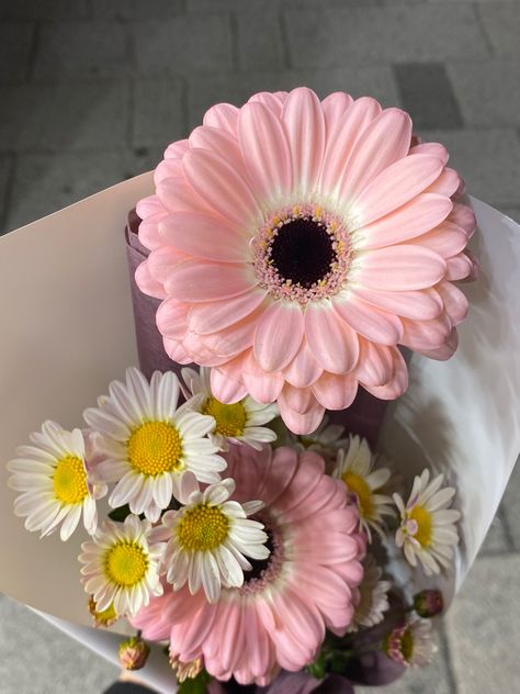 Pink Daisy Aesthetic, Gerbera Daisy Aesthetic, Pink Daisy Bouquet, Daisy Flower Bouquet, Daisies Bouquet, Pink Gerber Daisy, Bouquet Daisy, Gerbera Daisy Bouquet, Gerbera Bouquet