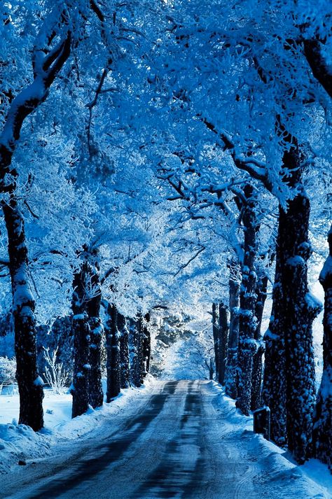 ***Winter avenue (Stockholm, Sweden) by Marcelline Pirkle🏳🛣 Winters Tafereel, Image Bleu, Winter Szenen, Have Inspiration, Snow Scenes, Winter Beauty, Winter Wonder, Alam Semula Jadi, Beautiful Places To Visit