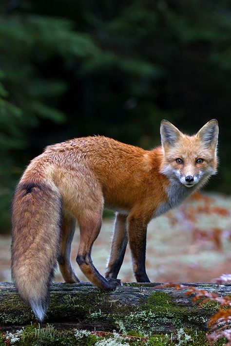 Fox Eyeliner, Fox Walking, Clever Animals, Fox Nails, Wallpaper Animals, Fish Gallery, Some Amazing Facts, Fox Crafts, Fox Pictures