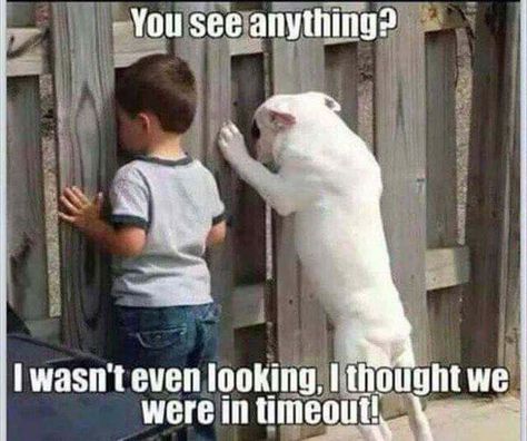 Timeout http://ibeebz.com Dog Quotes, Humour, Awkward Moments, Kind Meme, Memes For Kids, Funny Kid Memes, Dog Quotes Funny, Kid Memes, Memes Humor