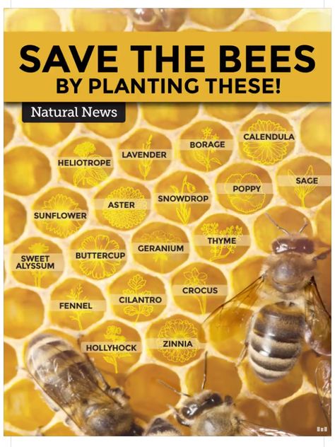 Bee friendly plants Bee Facts, Bee Friendly Plants, Backyard Bee, Bee Friendly Garden, Backyard Beekeeping, Bee Garden, Bee Friendly, Have Inspiration, Pollinator Garden