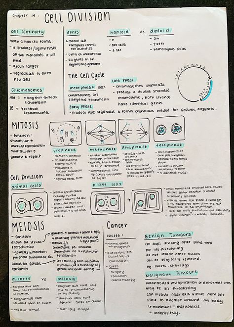 #neathandwriting #aestheticnotes #prettynotes #biologynotes #genetics #celldivision #mitosis #meiosis Biology Notes Cell Division, Cell Division Notes Biology, Cell And Molecular Biology Notes, Biology College Notes, Cell Biology Notes Gcse, Cell Communication Biology Notes, Genetic Notes Biology, Biology Revision Gcse Mitosis, Biology Vocabulary Notes