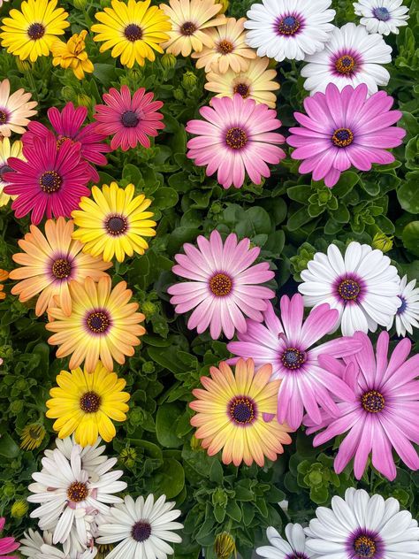 Grandmas Flowers, African Daisy Flower, Rock Wall Gardens, African Daisies, Beautiful Screensavers, African Daisy, Bellis Perennis, Plant Containers, Hair Boy