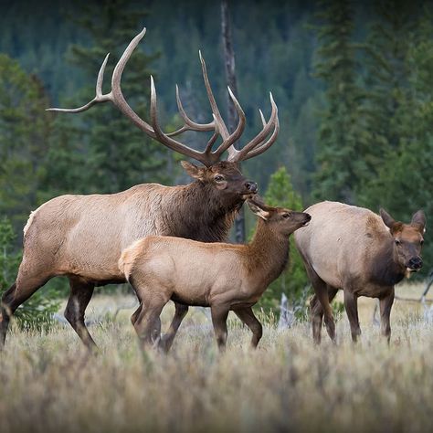 Nature, Tirol, Rennes, Elk Herd, Cow Elk, Elk Pictures, Elk Photo, Big Deer, Hunting Pictures