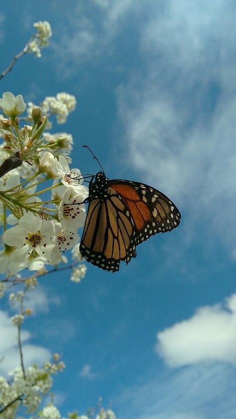 Picture Of A Butterfly, Summer Homescreen, Butterflies Aesthetic, Beautiful Butterfly Photography, Photo Challenges, Monarch Butterflies, Butterfly Photos, Butterfly Pictures, Cute Wallpaper For Phone