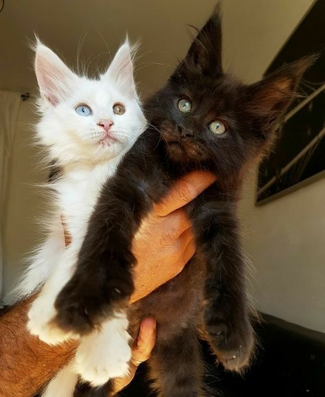 Söpö Kissa, Söt Katt, Silly Cats Pictures, Gorgeous Cats, Cute Cats Photos, Most Beautiful Cat, Most Beautiful Cat Breeds, Beautiful Cat Breeds, Black Kitten