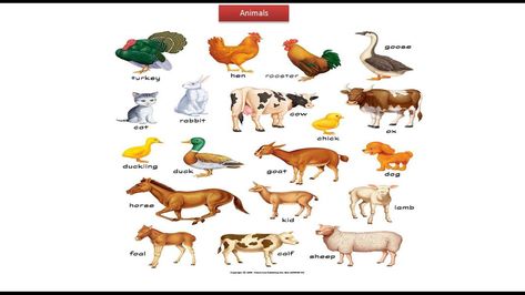 Domestic Animals Chart, Young Ones Of Animals, Animals Chart, Kids Learning Charts, Animal Pictures For Kids, Animals Name In English, Preschool Charts, Farm Animals Preschool, Teach English To Kids