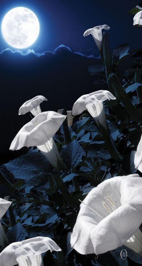 moonflowers Moonlight Garden Aesthetic, Flowers In Moonlight, White Flowers At Night, Moonflowers Aesthetic, In The Night Garden Aesthetic, Moonflower Wallpaper, Flowers That Bloom At Night, Moonflower Bouquet, Flowers At Night Aesthetic