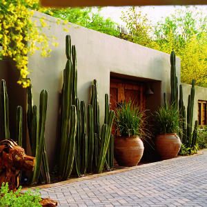 Mexican+Courtyard+Designs+Front+Entry | Mexican fence post cactus stand at attention between the courtyard ... Mexican Garden, Living Fence, Walled Garden, Desert Garden, Desert Homes, Cactus Garden, Southwest Style, Cactus Flower, Desert Landscaping