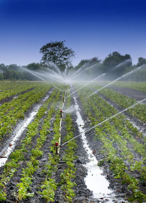 Water crops irrigation. Watering crops with Irrigation system using sprinklers o , #affiliate, #irrigation, #Watering, #Water, #crops, #Irrigation #ad Water Farming, Crops Farm, Water Irrigation System, Irrigation System Diy, Irrigation Pumps, Garden Watering System, Crop Farming, Strawberry Field, Water Irrigation