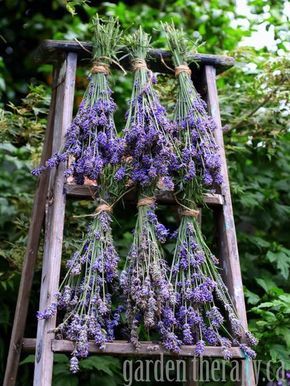 How to dry Lavender via www.gardentherapy.ca. along with some ideas of what to do with it English Lavender Plant, Lavender Crafts, Lavender Garden, English Lavender, Lavender Plant, Lavender Farm, Lovely Lavender, Dried Lavender, Lavender Flowers