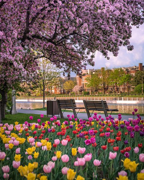 Canada's capital comes alive in the spring in our #SightSeeingSunday picture of the week. This breathtaking image was taken during the annual Canadian Tulip Festival, a symbol of the relationship between the Netherlands and Canada solidified after the Second World War. Said to be one of the largest Tulip Festivals in the world, Ottawa is coloured with more than 300,000 tulips. This year's festival runs from May 12 -22. Have a colourful Sunday! Ottawa Tulip Festival, Ottawa Travel, Rock Waterfall, Villefranche Sur Mer, Canadian Military, Family Magazine, Dutch Windmills, Tulip Festival, Ottawa Canada