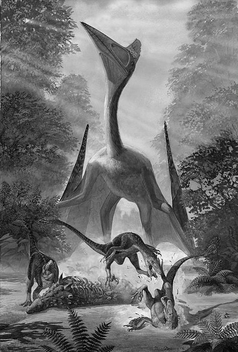 Hatzegopteryx thambema • A new Giant azhdarchid pterosaur with a robust skull from the terminal Cretaceous of Transylvania (western Romania) Balaur Bondoc, Fossil Museum, Prehistoric Wildlife, Prehistoric World, Ancient Animals, Prehistoric Art, Paleo Art, The Good Dinosaur, Extinct Animals