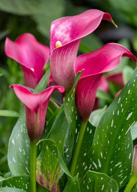 Learn how to plant calla lily rhizomes, care for them, and even propagate and overwinter them for next season! All your questions on the calla lily are answered here! Planting Calla Lily Bulbs, Catalilly Flower, Calla Lily Care Outdoor, Calily Flower, Calilily Flower, Lily Garden Ideas, Calls Lily, Calla Lily Garden, Lilly Flower Drawing