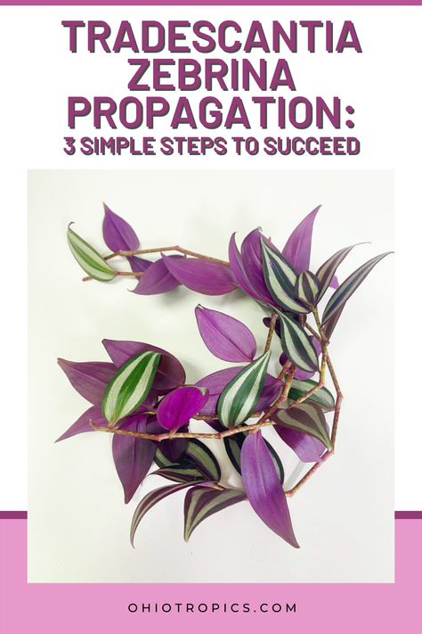 Wondering Jew Plant, Wondering Jew, Propagation Tips, Angel Plant, Wandering Jew Plant, Wandering Jew, Plant Care Houseplant, Inside Plants, Best Indoor Plants