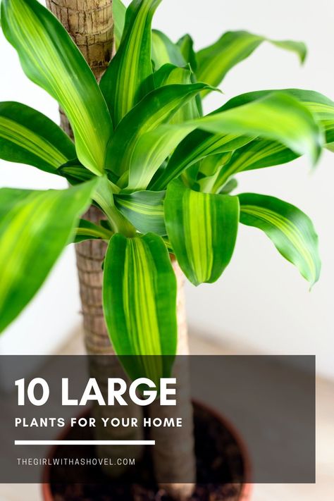 Big Houseplants, Plants Without Sunlight, Plant Ideas Indoor, Tall House Plants, Big House Plants, Large Houseplants, Indoor Tree Plants, Planta Interior, Indoor Plant Ideas