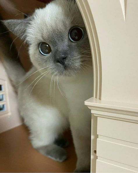 Siamese Cats, Gatto Carino, Image Chat, Cat Aesthetic, Cute Creatures, Pretty Cats, Cute Little Animals, 귀여운 동물