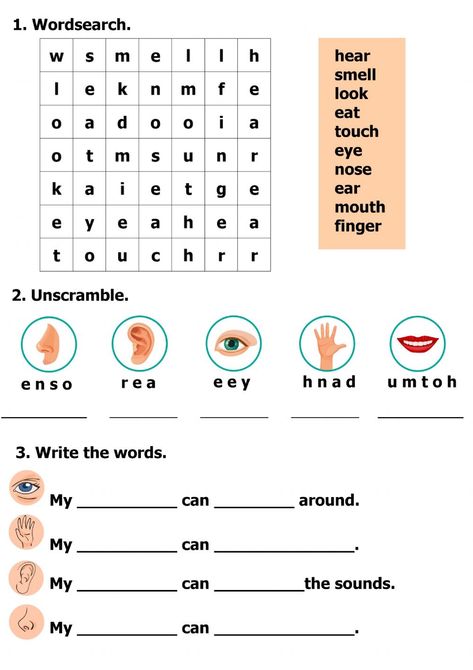 Five senses interactive activity for 1-2. You can do the exercises online or download the worksheet as pdf. 5 Senses Worksheet, Five Senses Worksheet, Body Parts For Kids, 5 Senses Activities, Human Body Worksheets, Teach English To Kids, Test For Kids, Senses Activities, 1st Grade Activities