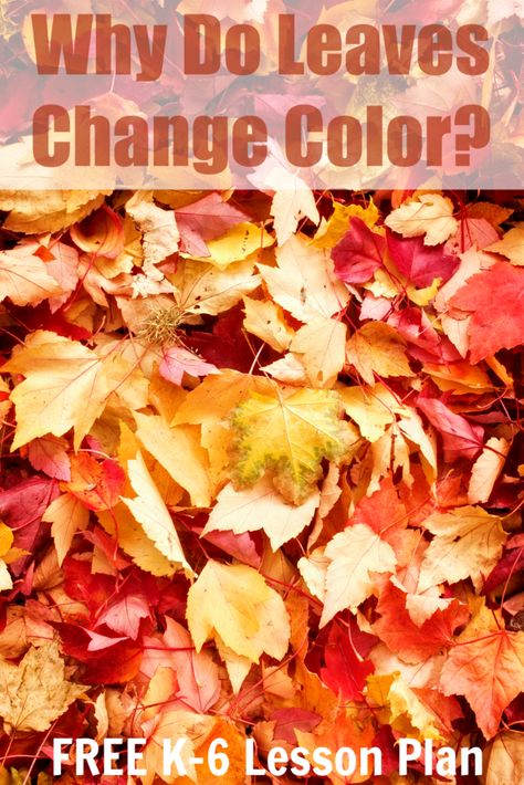 Nature, Why Do Leaves Change Color, Leaf Lessons, Homeschool Art Projects, Science Pins, Fall Worksheets, Homeschool Fun, Color Lessons, Leaves Changing Color