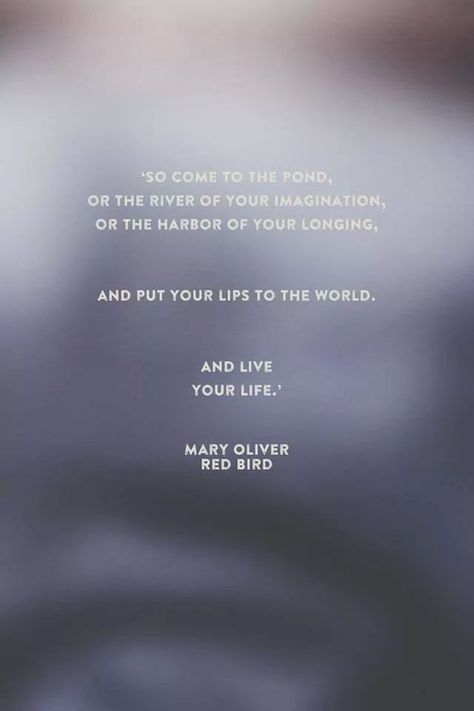 Mary Oliver, poetry Big Jet Plane, Mary Oliver Quotes, Mary Oliver Poems, Julia Stone, Poetic Quote, Mary Oliver, Red Bird, Words Worth, Jet Plane