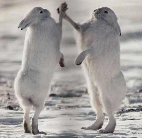 Rabbit Hi-Fives