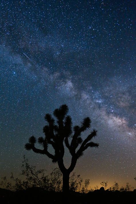 13 Stargazing Events You Won't Want to Miss in 2019 // Local Adventurer #astronomy #astrophotography #totaleclipse Nature, Joshua Tree Photography, San Bernardino Mountains, Congaree National Park, All The Bright Places, Camping Places, Camping Destinations, Kings Canyon, Sequoia National Park