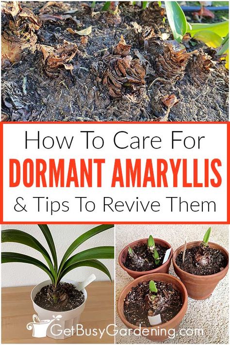 Inside House Plants, Amaryllis Care, Garden Soil Mix, Amaryllis Plant, Pruning Hydrangeas, Christmas Cactus Plant, Orchid Plant Care, Growing Bulbs, Planter Project