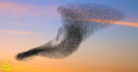 A Flock Of Birds, Bird Flock Tattoo, Bird Swarm, Birds Flocking, Flock Of Birds Flying, Flocks Of Birds, Bird Flock, Brownian Motion, Migrating Birds