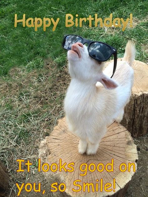 Mr. Cool Goat Happy Birthday - smile!
