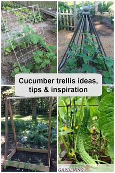 Cucumber trellis ideas, tips, and inspiration for help you grow healthier and more productive cucumber plants even in small spaces. #vegetablegardening #gardeningtips Cucumber Planting Ideas, Cucumber Trellis Ideas, Outdoor Trellis Ideas, Diy Cucumber Trellis, Squash Trellis, America House, Garden Cucumbers, Growing Cucumbers Vertically, Cucumber Trellis Diy