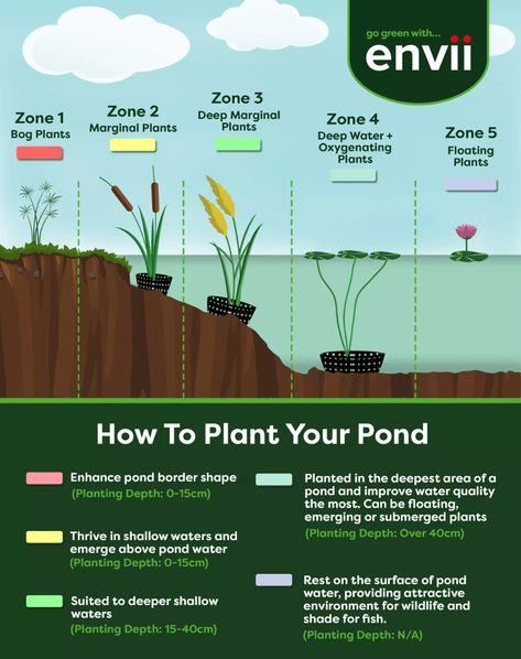 Pond Plants: A Beginner's Guide - Envii Permaculture Pond Design, Bath Pond Ideas, Diy Koi Fish Pond, Homemade Pond Ideas, 5 Acre Homestead Layout With Pond, Duck Pond Plants, Outdoor Fish Ponds Ideas, Goldfish Pond Backyard, Pond Plants That Clean Water