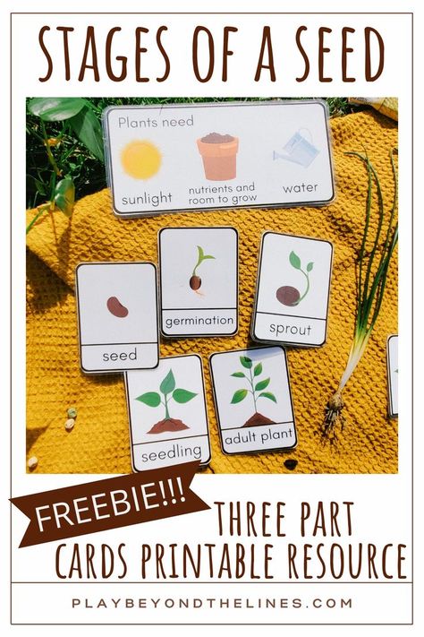 Be sure to snag this free “Stages of a Seed” printable resource! The three part cards are the perfect addition to any seed study. Children will gain an understanding of what seeds need to grow. They will also learn how a seed can transform into a plant. These are a perfect way to introduce and reinforce vocabulary. Seed Planting For Kids, Seed Activities For Preschool, Tiny Seed Activities, Seed Activities For Kids, Garden Unit Study, Seeds Preschool, Plants Lesson Plans, Plants Life Cycle Activities, Plants Kindergarten