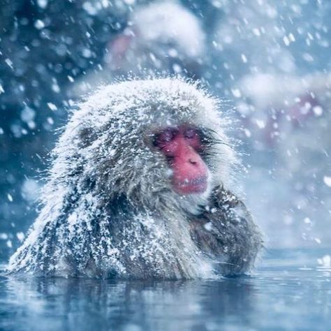 Monkeys In Hot Springs, Monkey Bath, Hakuba Japan, Japanese Snow, Japanese Monkey, Hot Spring Bath, Snow Monkeys, Macaque Monkey, Japanese Macaque