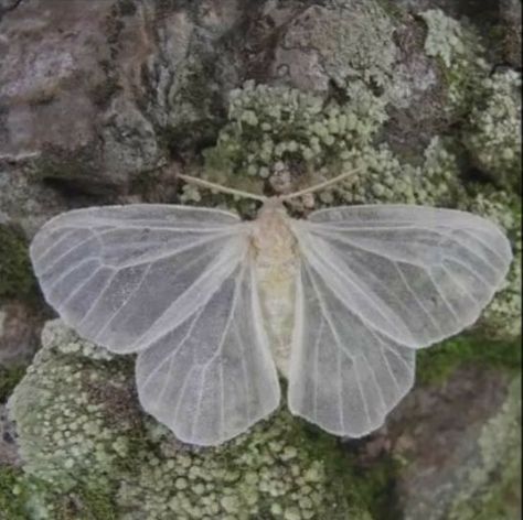 Una mariposa con un toque del estilo Fairy core puedes usar la imagen para algo o simplemente disfrutarla Plants, Animals, An Aesthetic, Moth