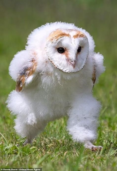 Nike, Owls, Nike Wallpaper, Barn Owl, Internet